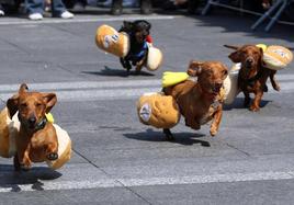 Varios perros salchichas en una imagen de archivo.