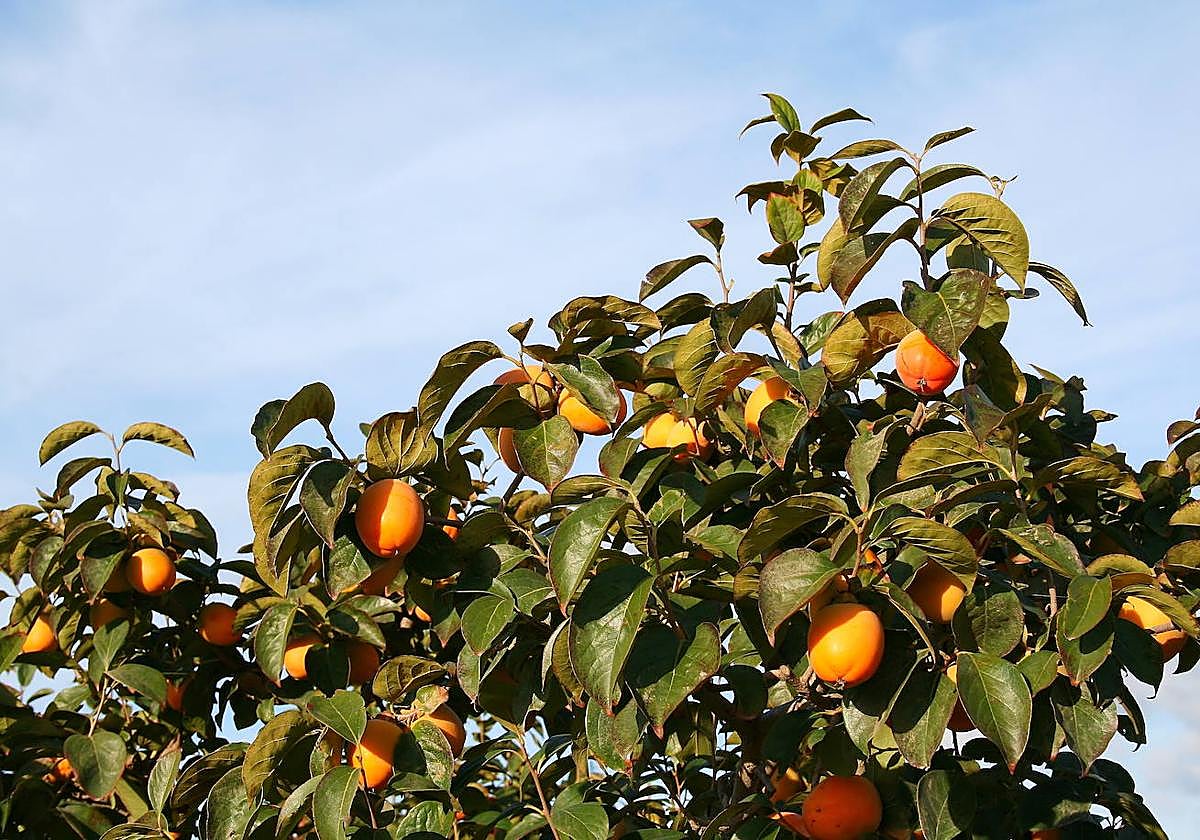 Carlet apoya las reivindicaciones de los agricultores.