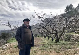 Ismael Cortell en uno de sus campo de cerezos en la Vall de Gallinera.