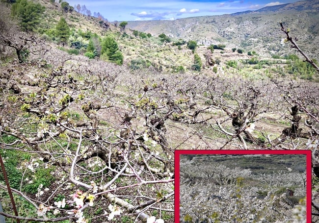 Aspecto que presentan ahora los campos frente al de hace años cuando estaban repletos de flores.