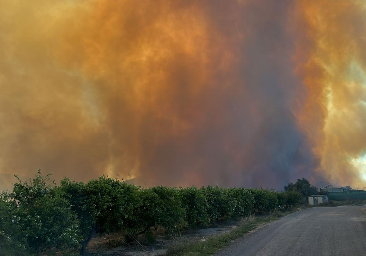 Declarado un incendio forestal en el Parque Natural del Túria