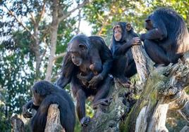 BIOPARC Valencia