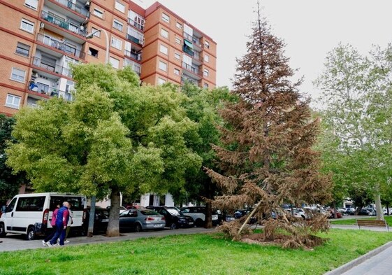 El abeto, reseco, en la entrada de San Marcelino este sábado.