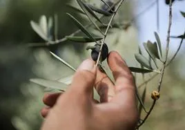 Un hombre coge una aceituna de una rama de un olivo.
