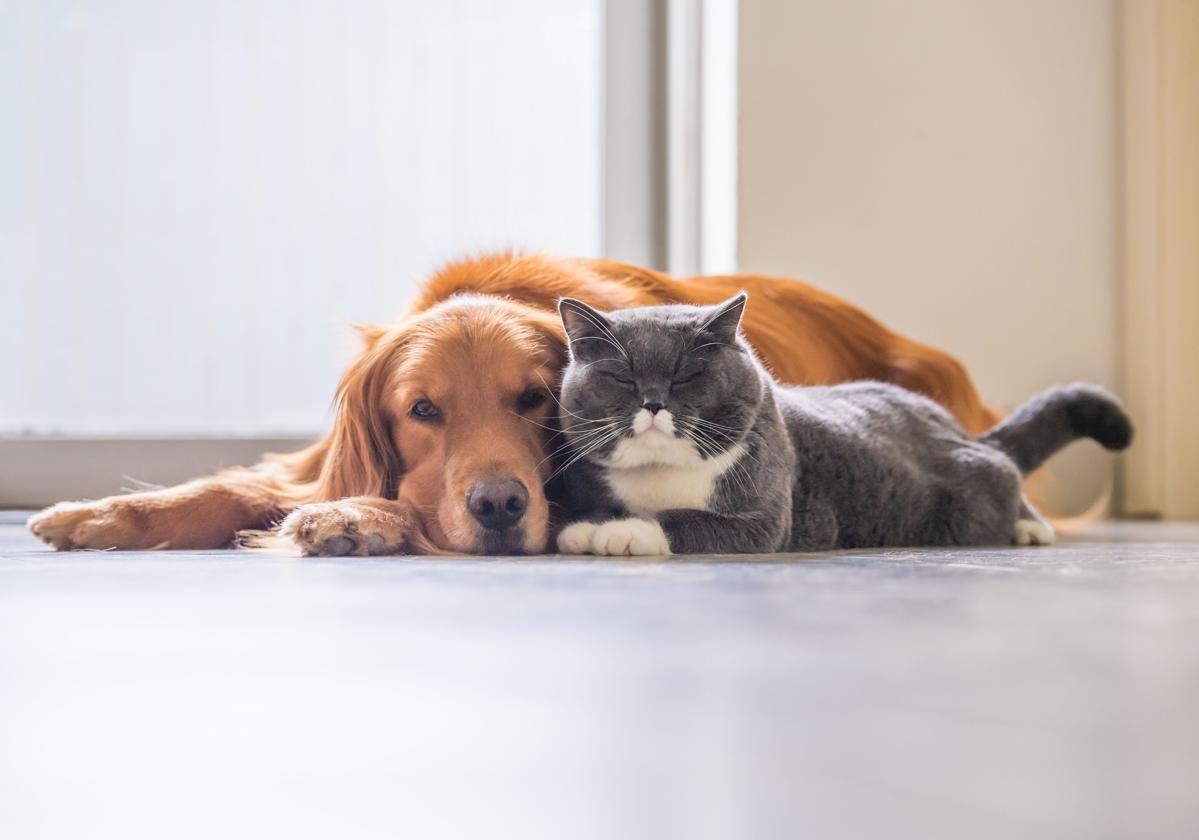 ¿Es mejor dormir con tu pareja, con tu perro o con tu gato?: Un estudio desvela la respuesta