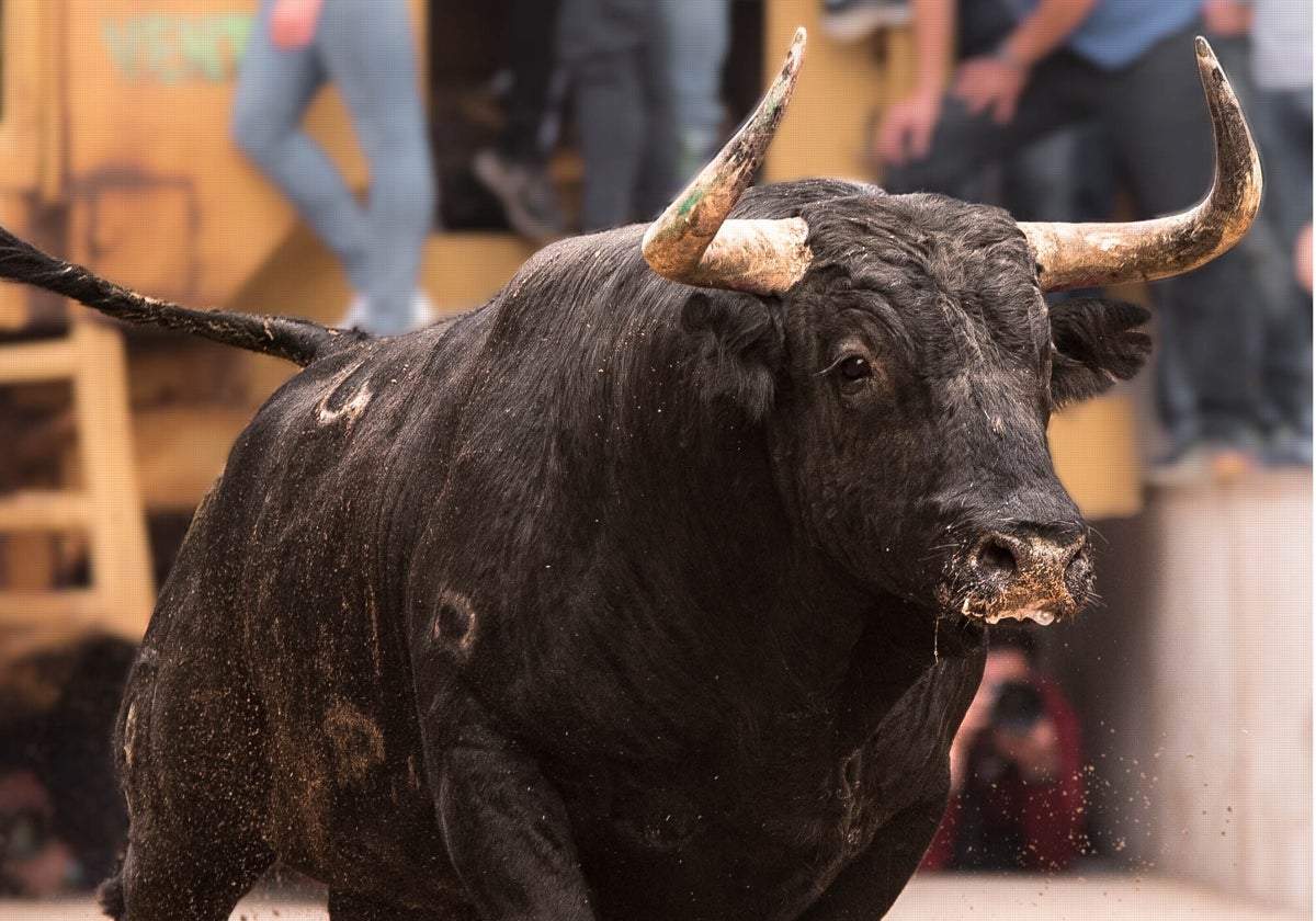 Este toro de Carlos Núñez despertó gran expectación en La Vall d´Uixó por su trapío. Difícil ver un toro así este año.