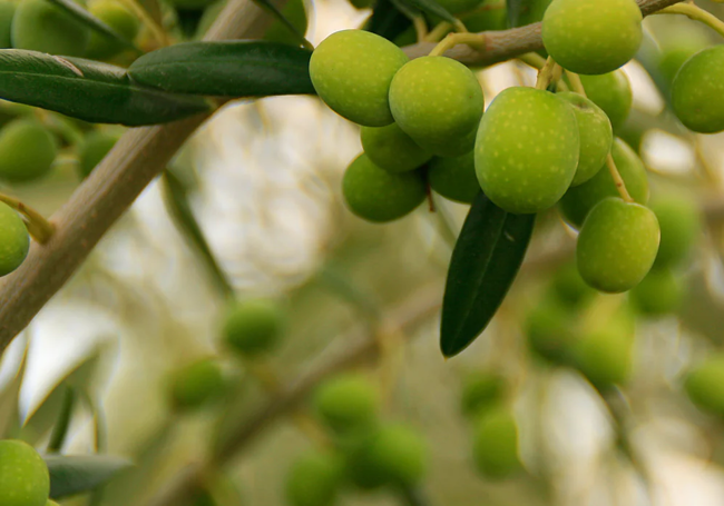 Olivo de blanqueta..