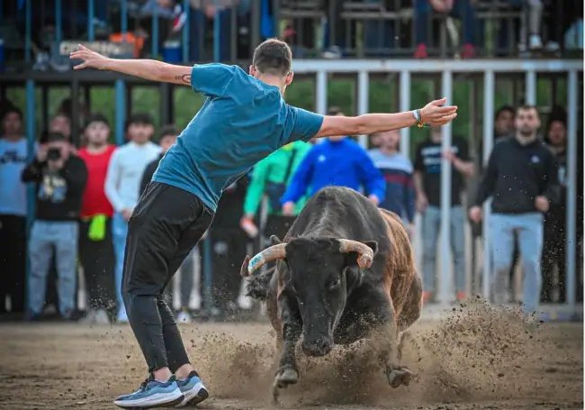 La espectacular vaca Colilla de Fernando Machancoses