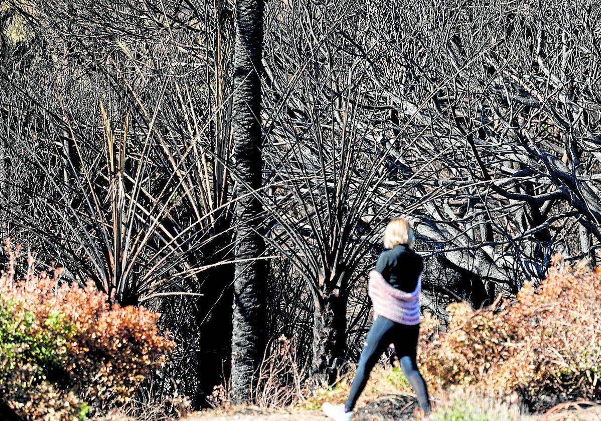 Zona quemda de El Saler en el incendio del pasado mes de febrero.