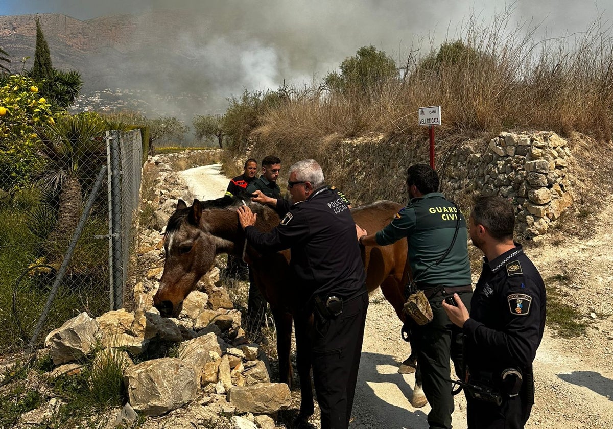 Policías locales y guardias civiles ponen a salvo un equino.