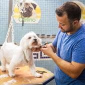 Un veterinario corta el pelo a un perro en una imagen de archivo.