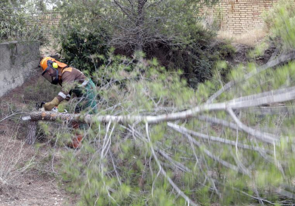 Un operario forestal realiza trabajos de mantenimiento.