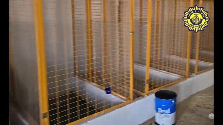 La Policía Local de Valencia recupera gallos y gallinas de pelea en La Punta