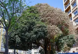 Copa del árbol, con parte de la misma, a la derecha, ya muerta, esta semana.