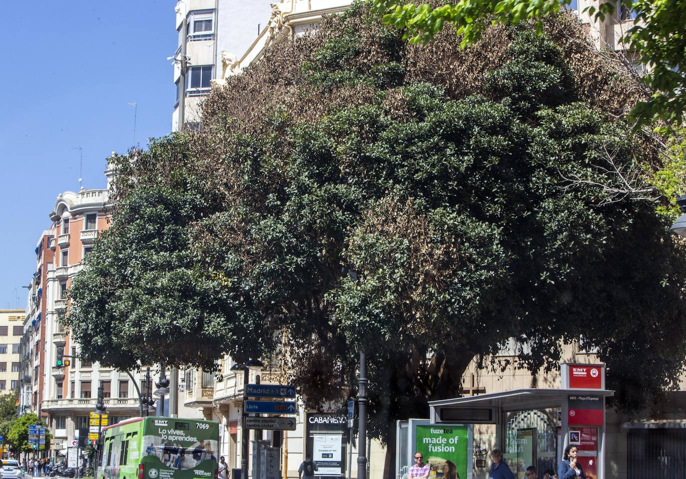 Fotos del envenenamiento del ficus de la plaza de España de Valencia