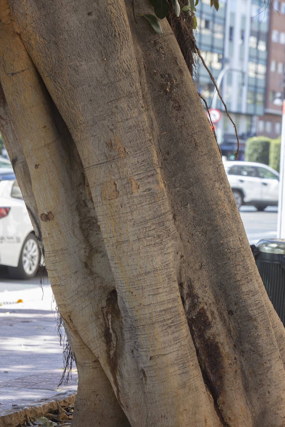 Fotos del envenenamiento del ficus de la plaza de España de Valencia