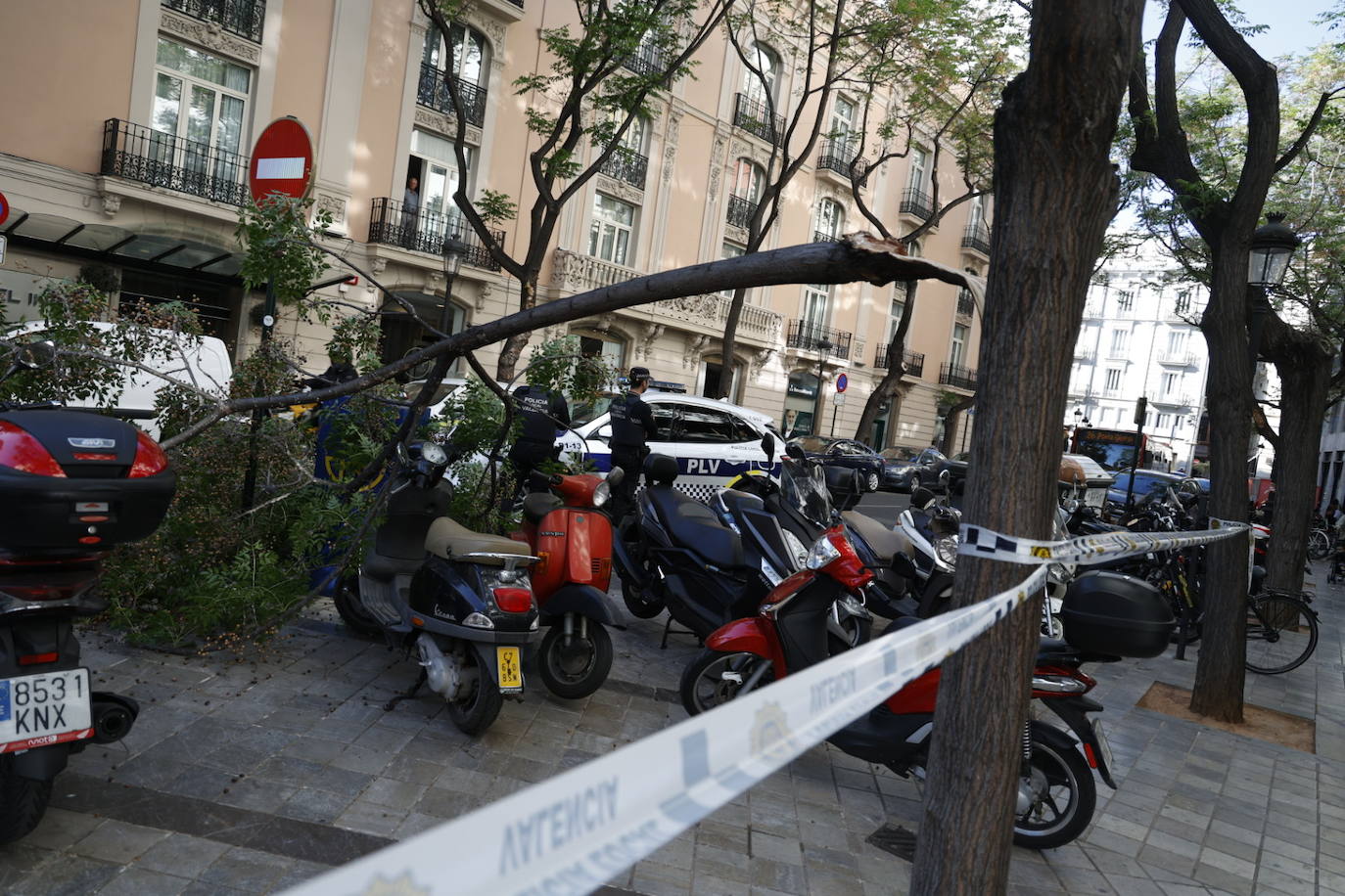 Cae una rama en la calle Poeta Querol de Valencia