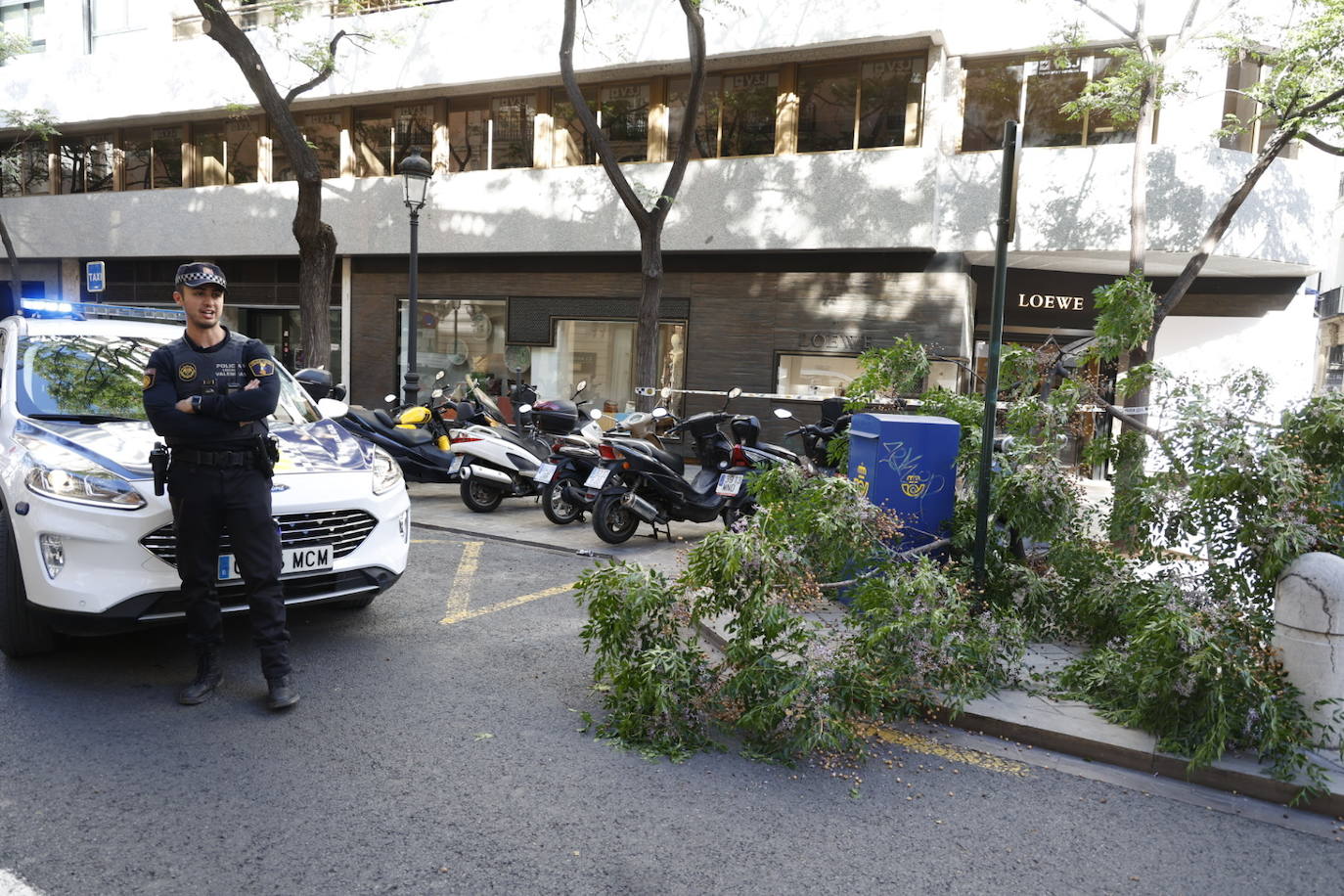 Cae una rama en la calle Poeta Querol de Valencia