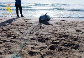 Delfín en la playa de El Perelló.