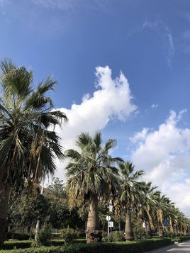 Palmeras en una de las avenidas de la ciudad.