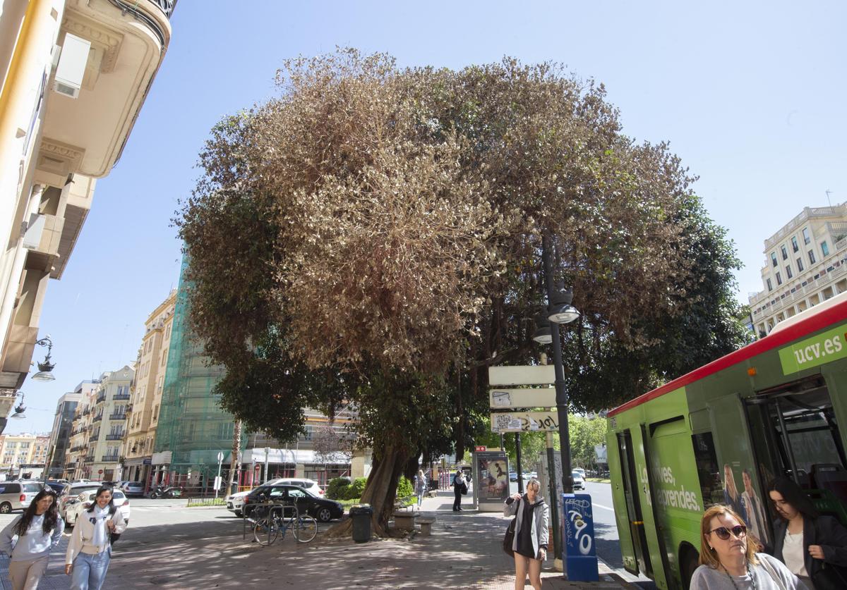 Copa del ficus infectado.