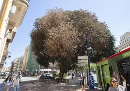 Copa del ficus infectado.