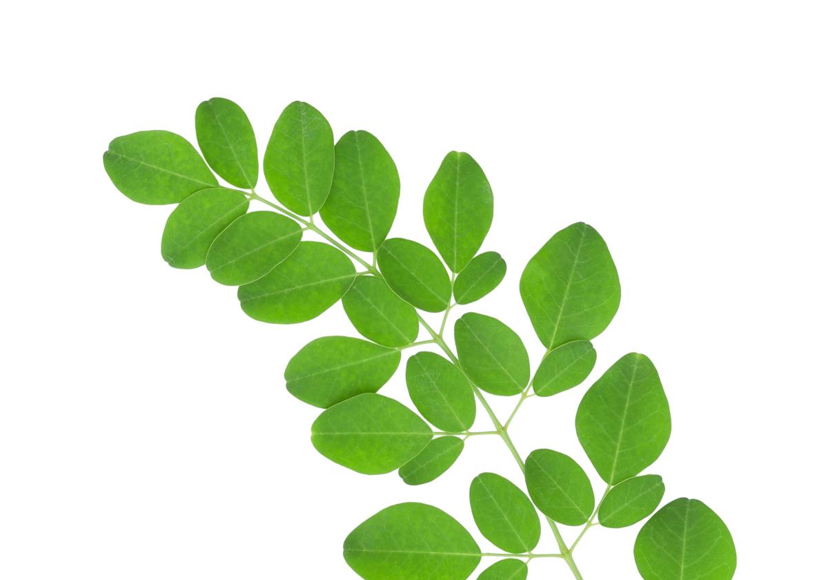 Imagen de archivo de la moringa.