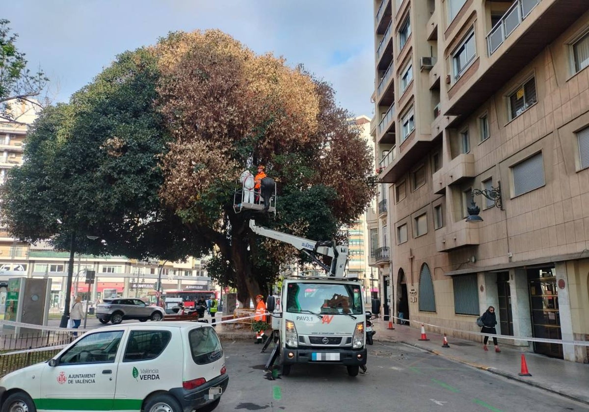 Trabajadores de Jardines, durante la poda al árbol de plaza de España este lunes.