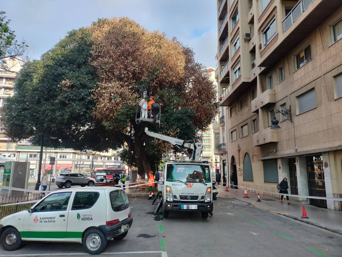 Fotos de la poda del ficus de la plaza de España