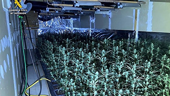 Desmantelado un cultivo de marihuana con 2.434 plantas en una nave industrial de Els Poblets