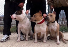 Tres ejemplares de la raza pitbull, en una imagen de archivo.