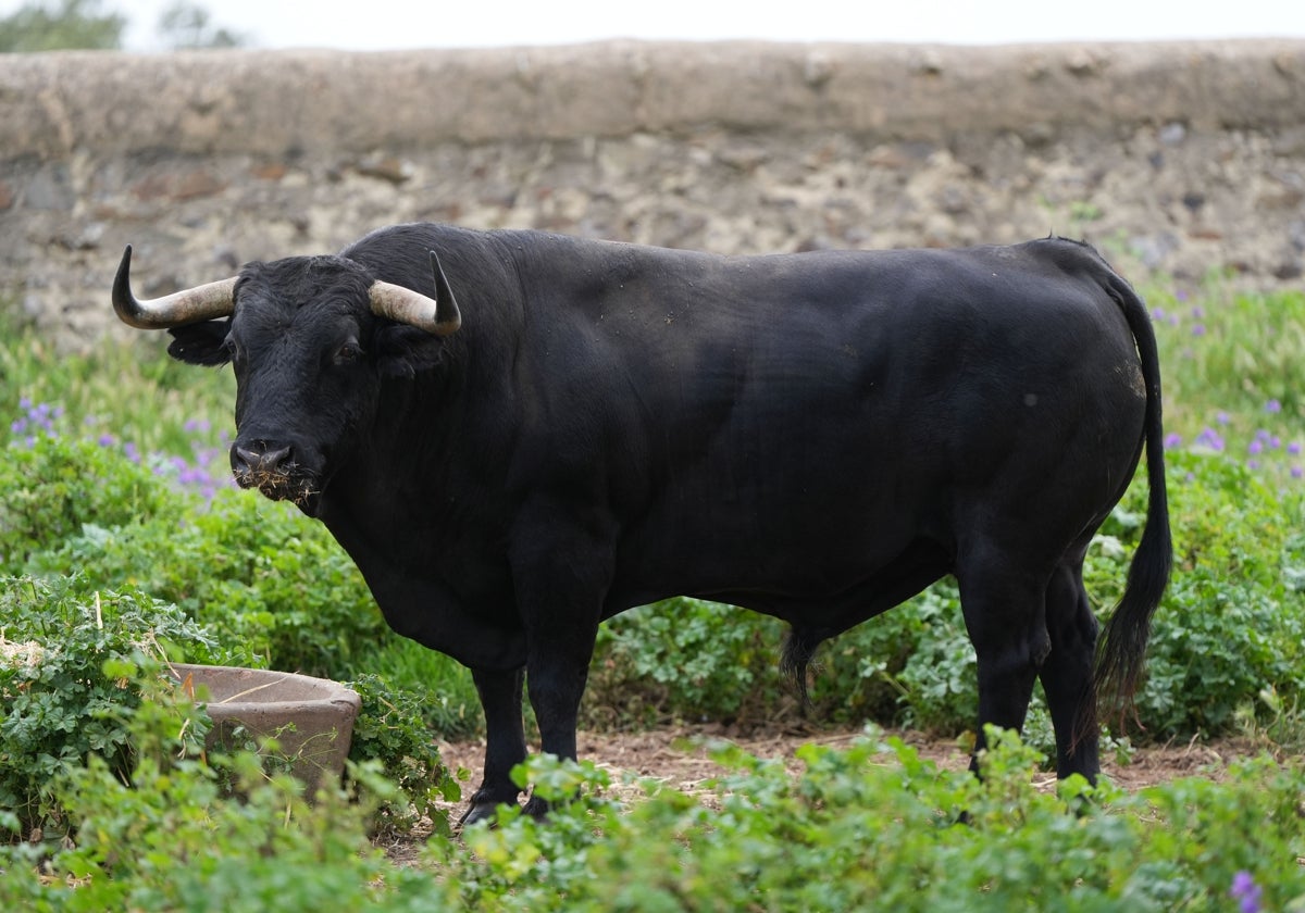 Así de serio y hondo es el toro de Cuadri.