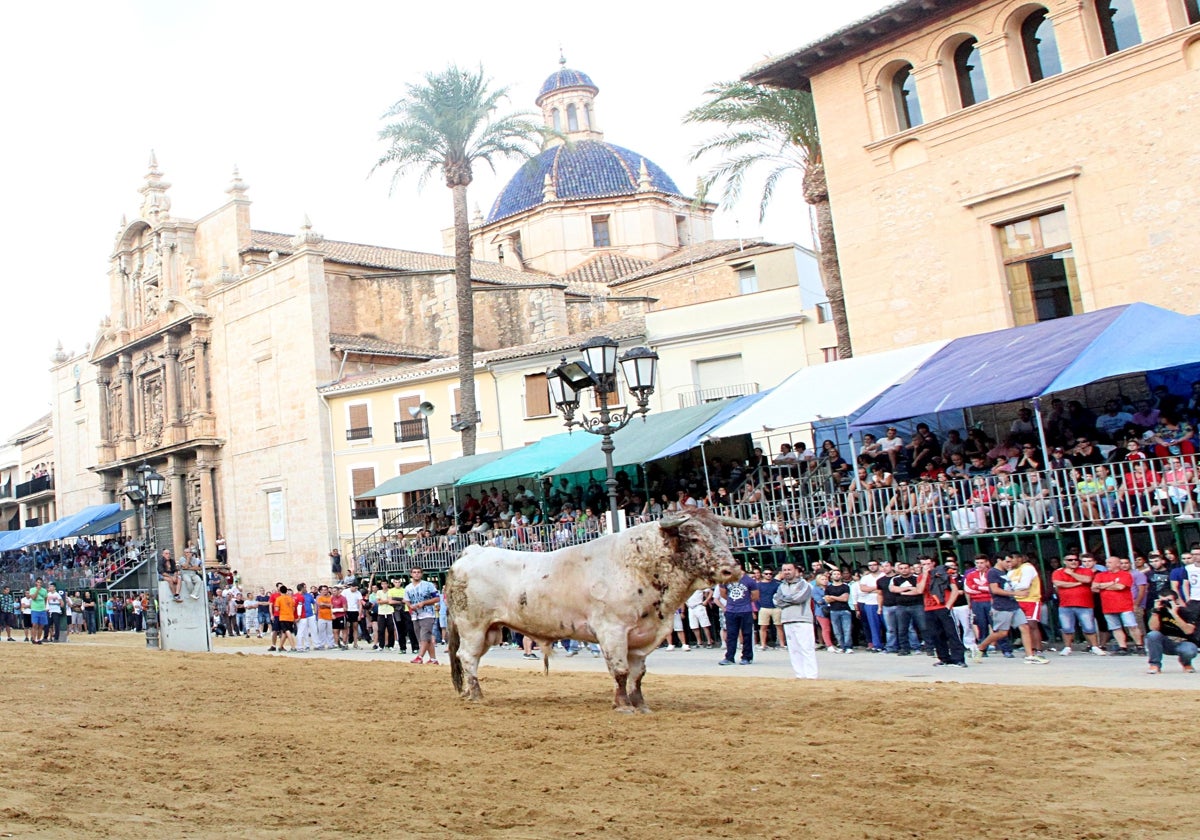 Bous al carrer en Llíria.