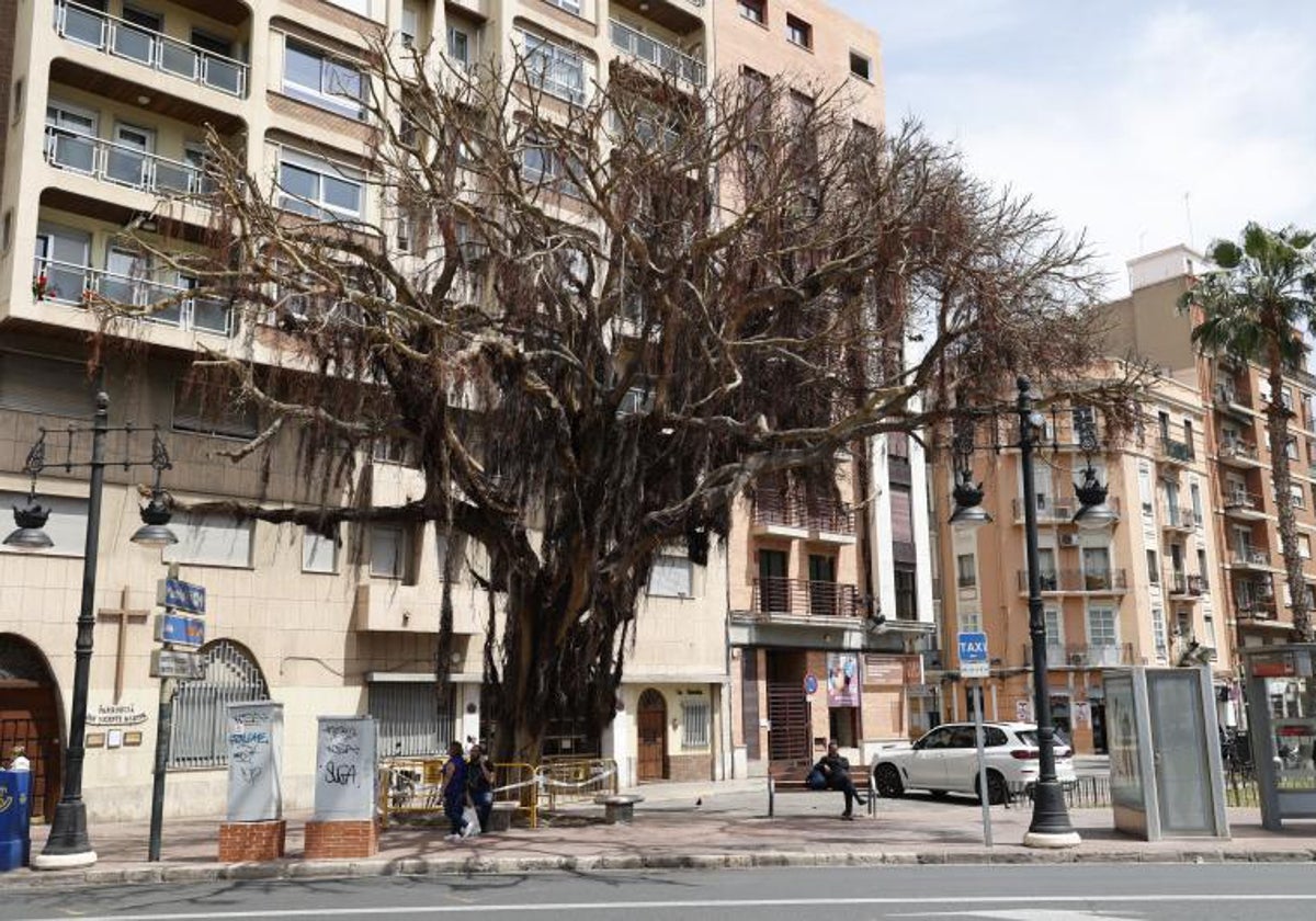 El ficus de plaza de España, tras la poda regenerativa, este viernes.