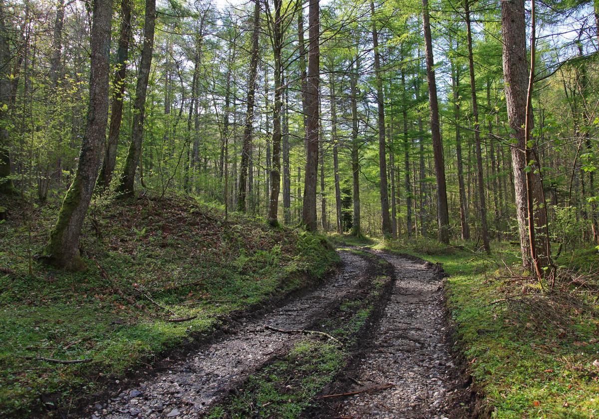 Un estudio vincula el disfrute de la naturaleza con un avance científico sobre las enfermedades cardíacas y la diabetes