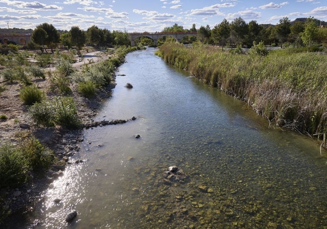 Un lado del río despejado de cañas, y otro lleno de esta planta invasora.