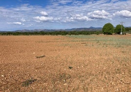 Campo de cereal en Castellón.