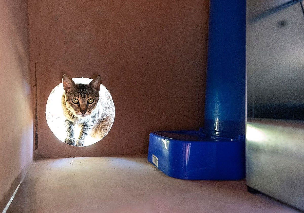 Un gato entra a una de las casetas municipales.