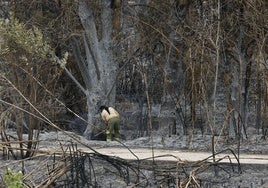 Un operario realiza labores de limpieza en la zona del incendio del Parque Natural del Turia.