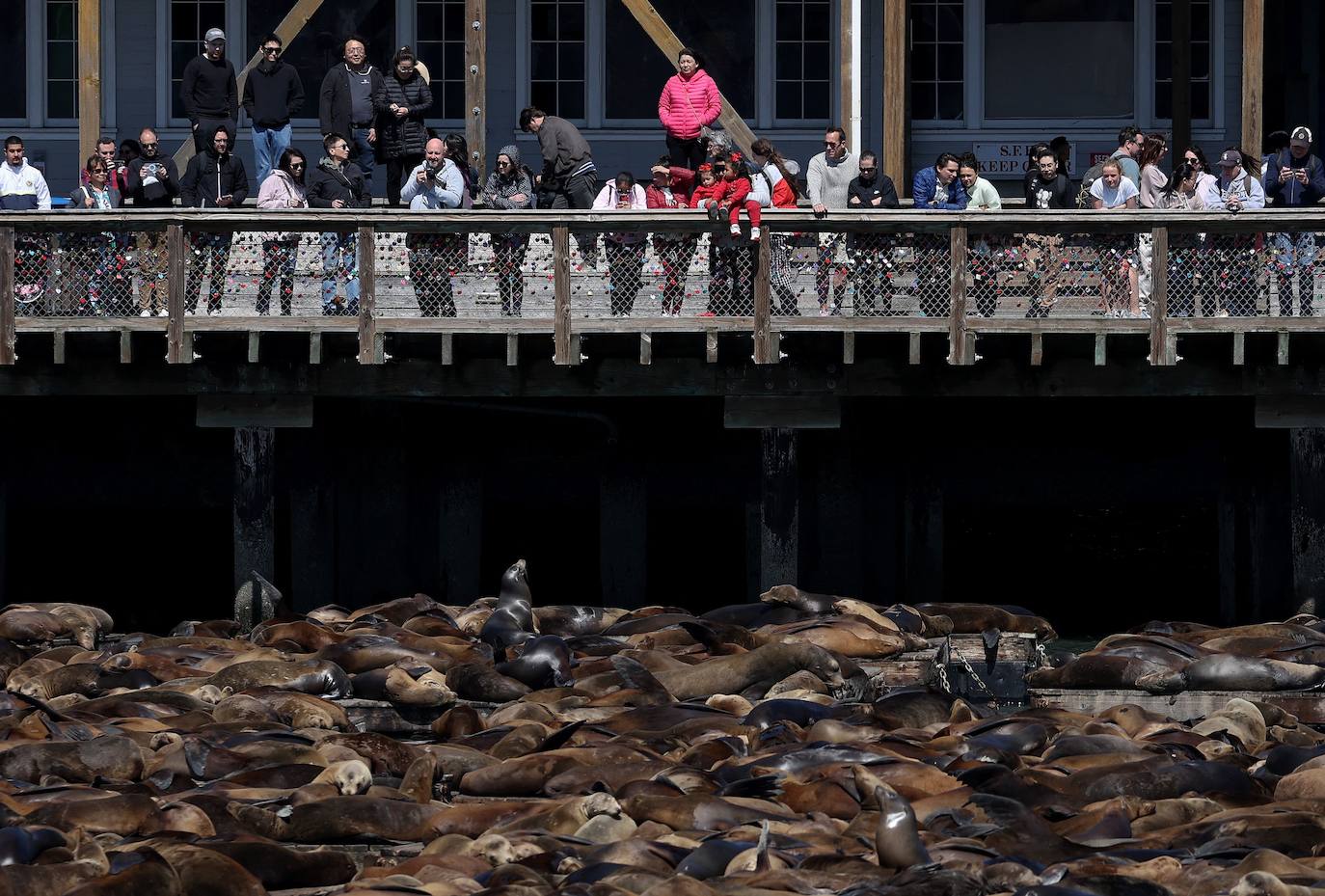 Los leones marinos, los reyes del Muelle 39 de San Francisco