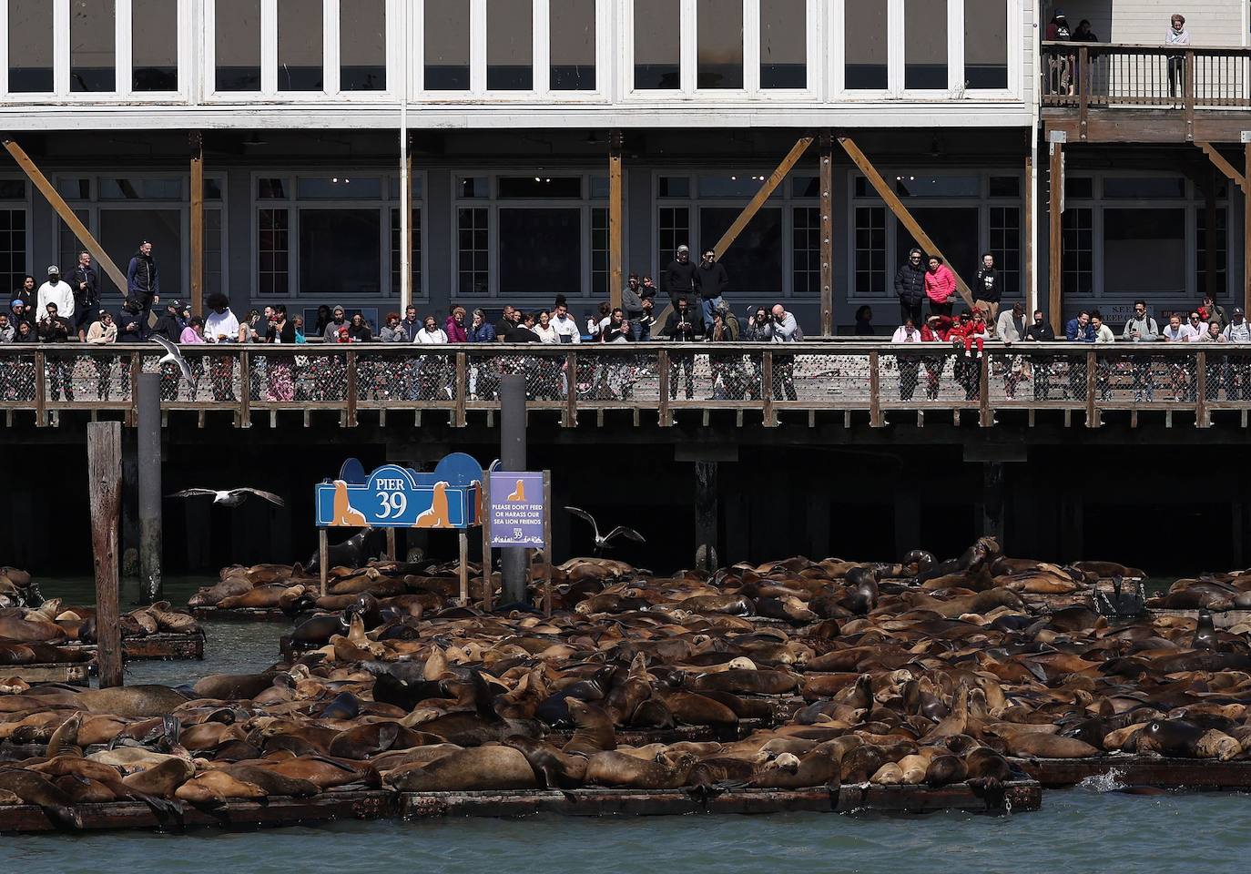 Los leones marinos, los reyes del Muelle 39 de San Francisco