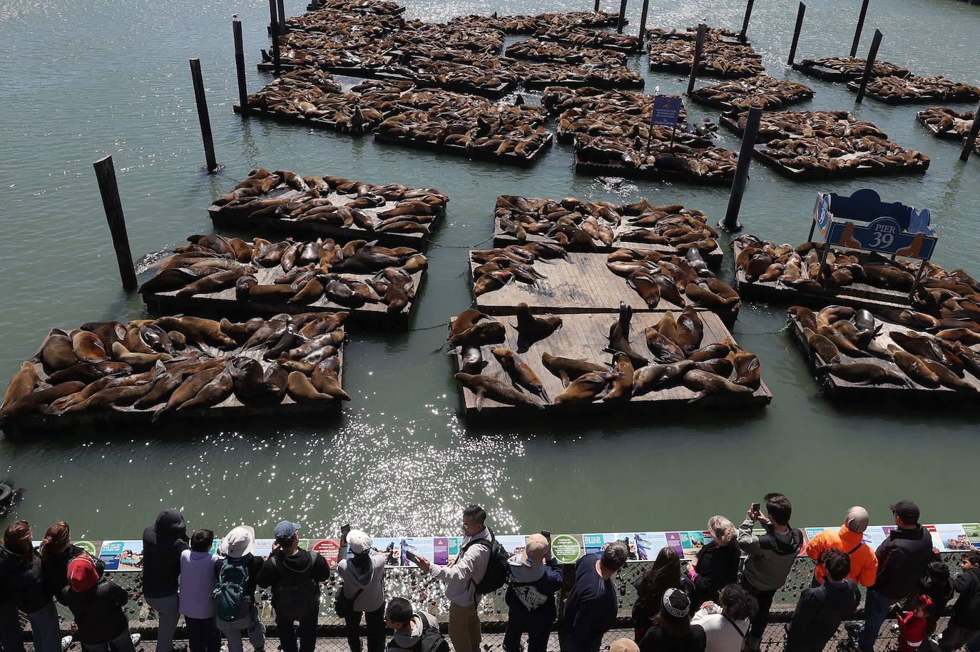 Los leones marinos, los reyes del Muelle 39 de San Francisco