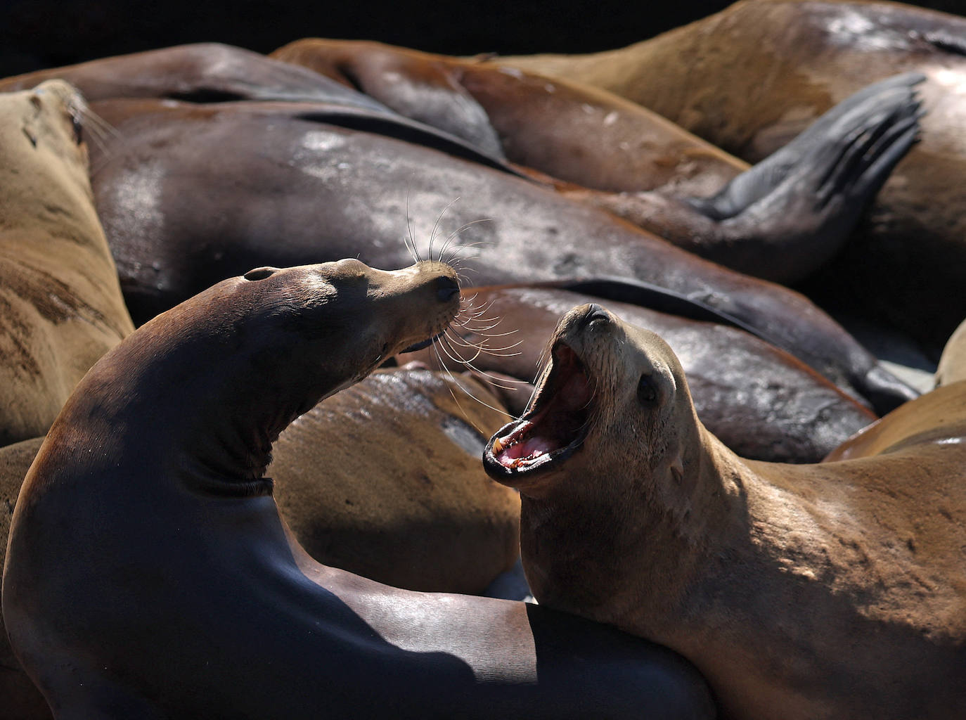 Los leones marinos, los reyes del Muelle 39 de San Francisco