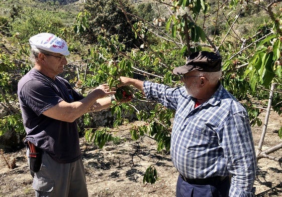 Emilio e Ismael comprueban las escasas cerezas rojas de los árboles.