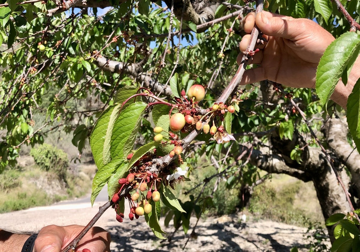 Imagen principal - Una de las ramas de los cerezos | Compradores en la tienda de la cooperativa en Alpatró | Ximo, agricultor de Planes. 