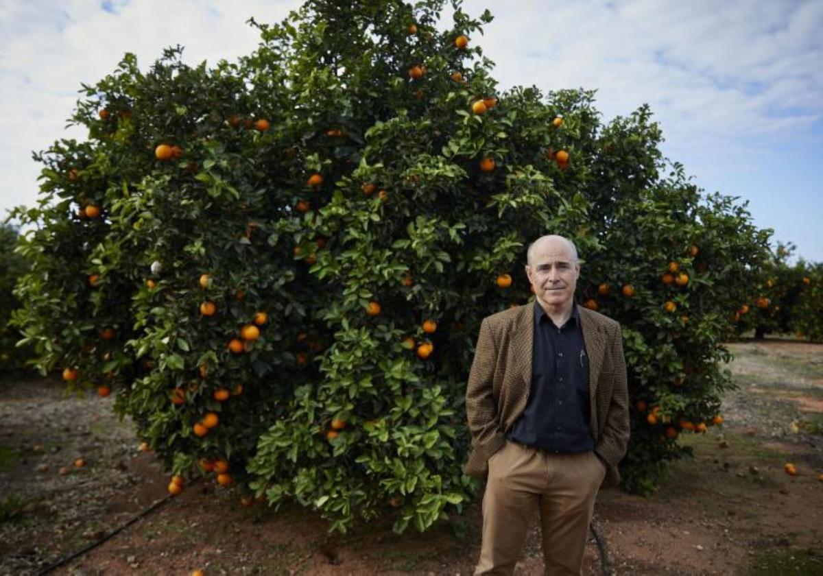 Rodolfo Canet junto a un naranjo de una parcela experimental, en el Instituto Valenciano de Investigaciones Agrarias, en Moncada.