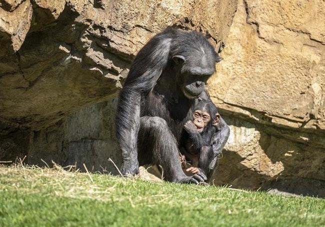 Bioparc Valencia