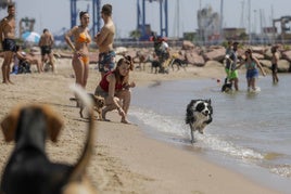 Perros en una playa canina.