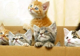 Crías de gato en una imagen de archivo.