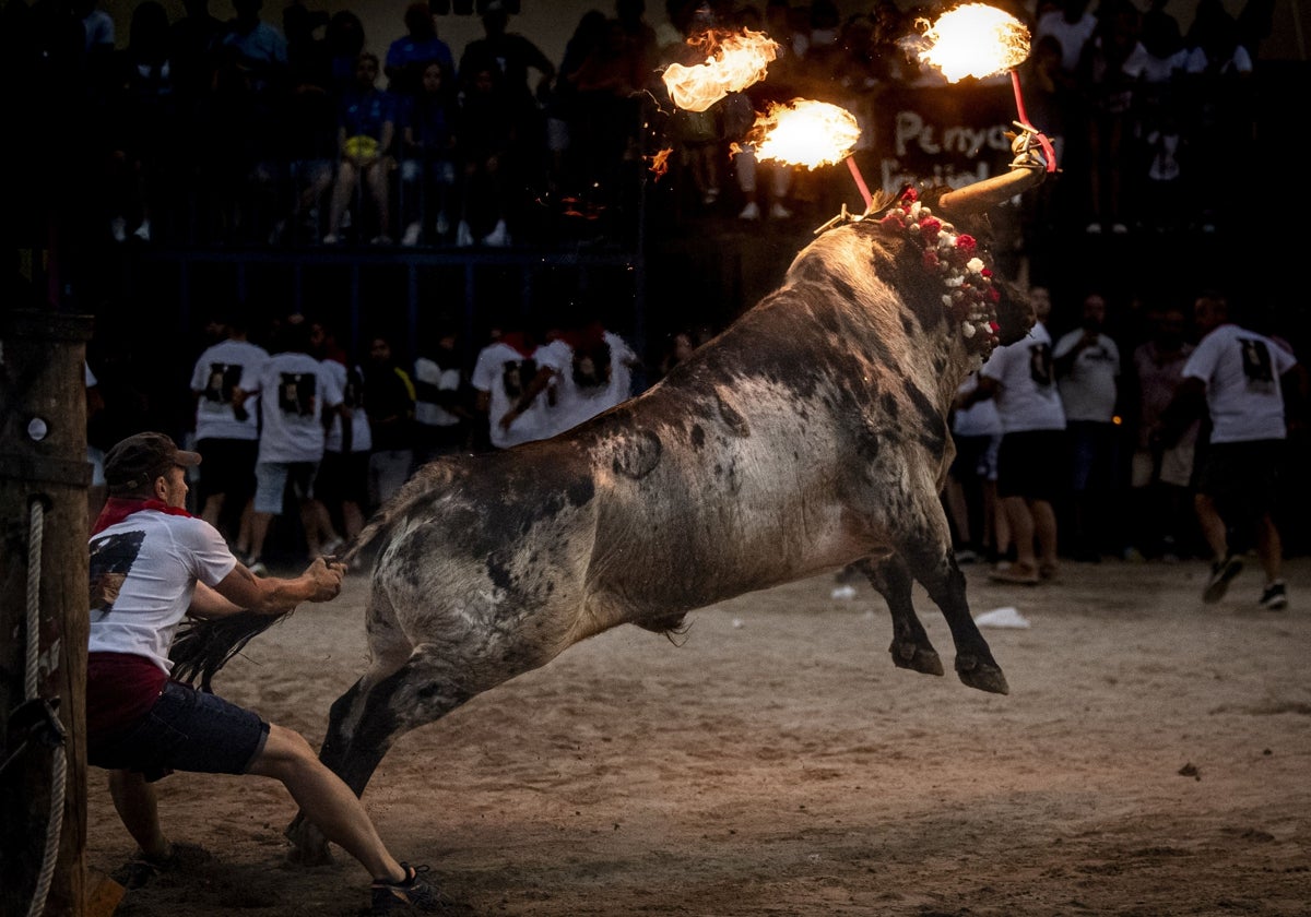 La fuerza, belleza y emoción de un toro embolado a la hora de salir del pilón.